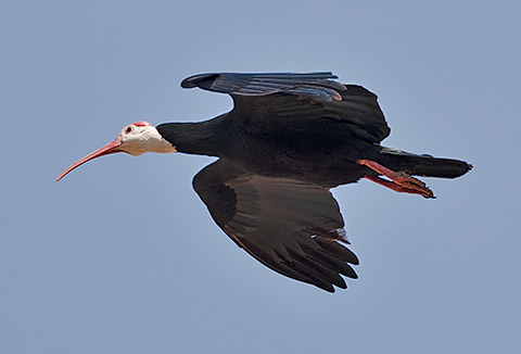 Bald Ibis in flight